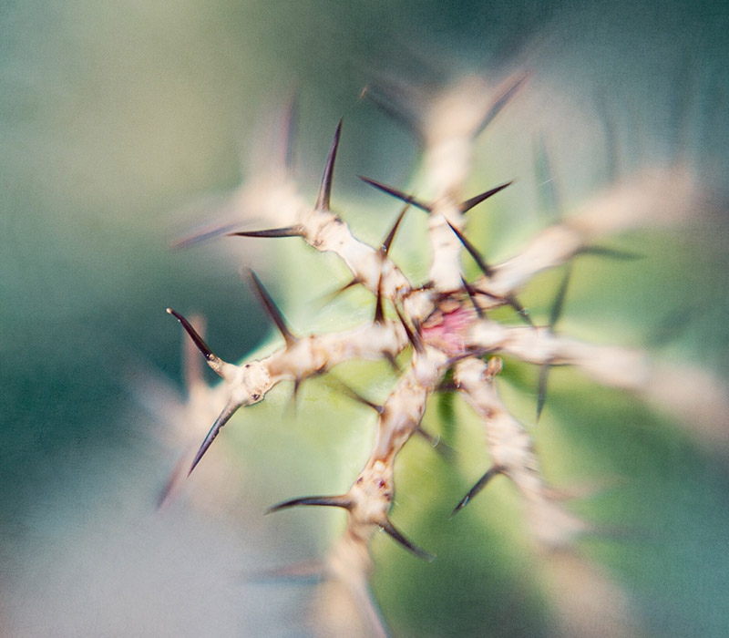 coralie-sneddon-folio-flora-01